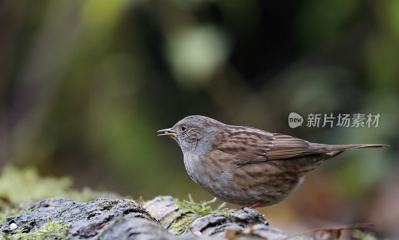 Dunnock (Pruella modularis)喂养